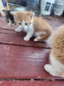 Kittens for sale!! - Photo 3