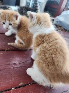 Kittens for sale!! - Photo 4