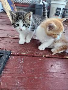 Kittens for sale!! - Photo 5