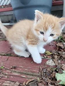 Kittens for sale!! - Photo 6