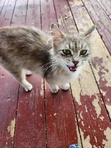 Kittens for sale!! - Photo 7