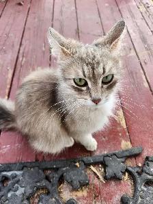 Kittens for sale!! - Photo 8