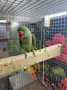 Female Alexandrines - Photo 3