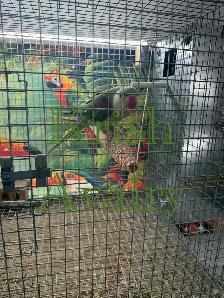Female Alexandrines - Photo 5