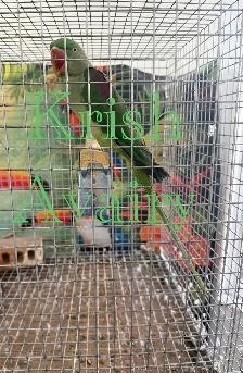 Female Alexandrines - Photo 7