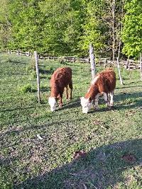 2 heifers for sale