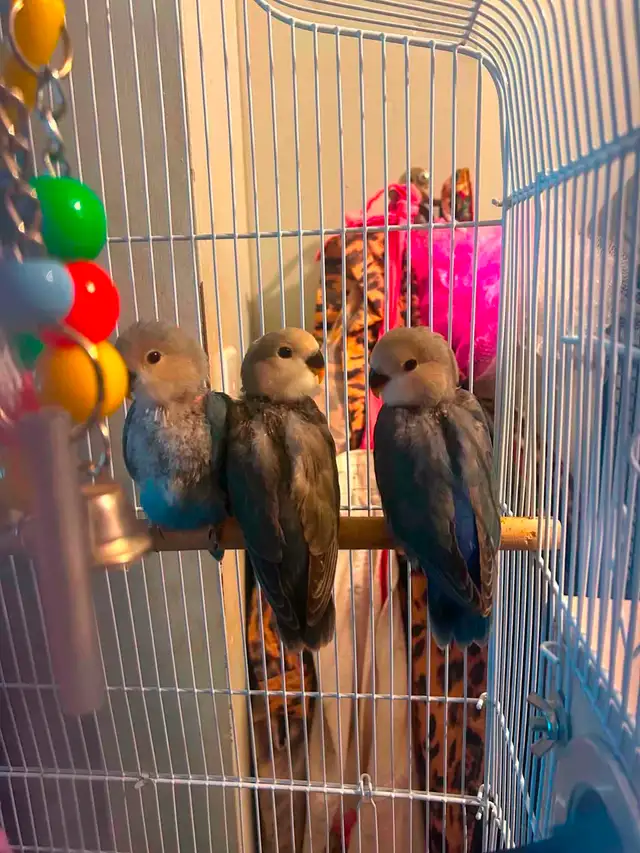 Baby love birds