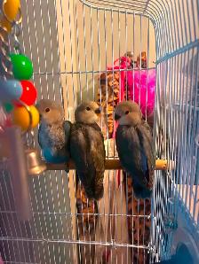 Baby love birds