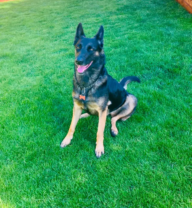 Rehoming 3 yr old Malinois-Belgian Shepherd