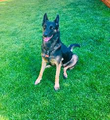 Rehoming 3 yr old Malinois-Belgian Shepherd