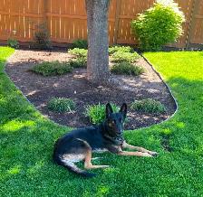 Rehoming 3 yr old Malinois-Belgian Shepherd - Photo 2