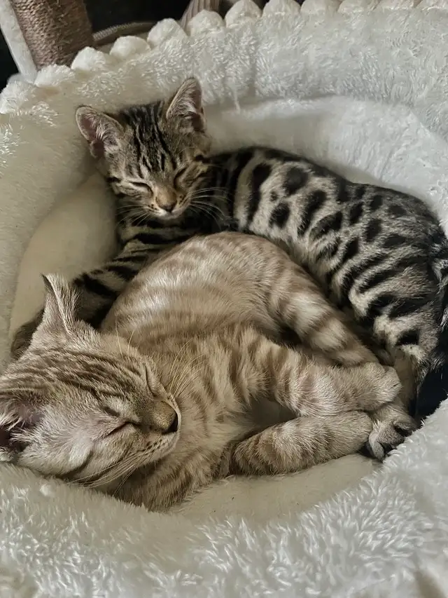 bengal cats