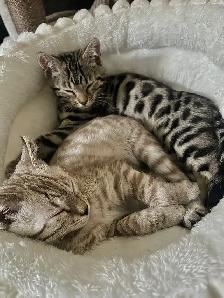 bengal cats
