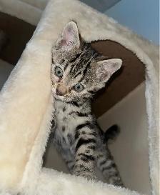 bengal cats - Photo 3