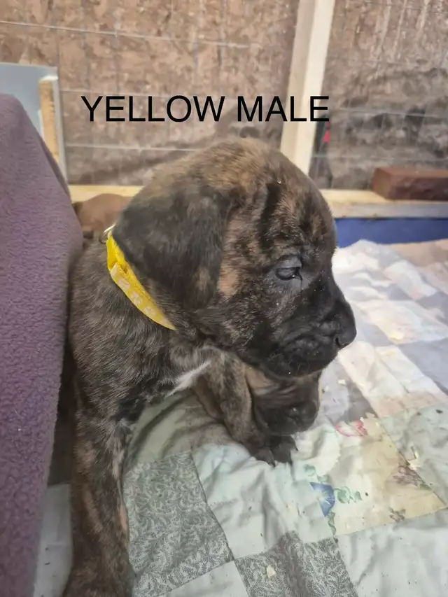 Mastiff Puppies