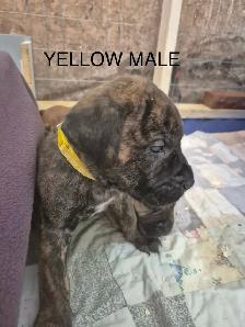 Mastiff Puppies
