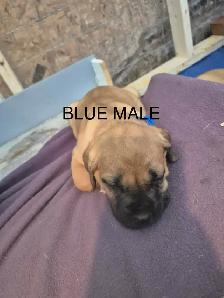 Mastiff Puppies - Photo 2