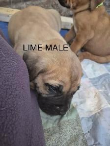 Mastiff Puppies - Photo 3