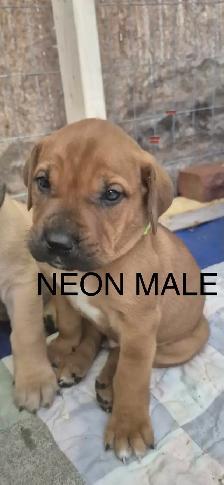 Mastiff Puppies - Photo 4