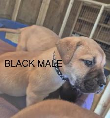 Mastiff Puppies - Photo 5