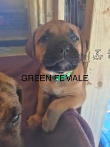 Mastiff Puppies - Photo 6