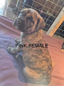 Mastiff Puppies - Photo 7