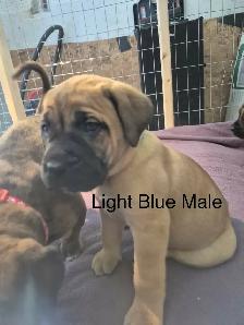 Mastiff Puppies - Photo 8