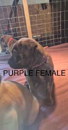 Mastiff Puppies - Photo 9