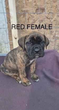 Mastiff Puppies - Photo 10
