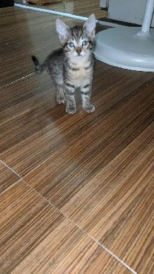 Adorables chatons prêts a l'adoption