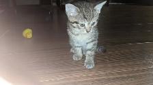 Adorables chatons prêts a l'adoption - Photo 4
