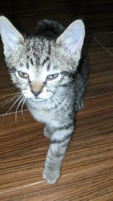 Adorables chatons prêts a l'adoption - Photo 6