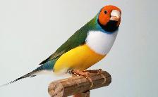 DIAMANT GOULD RECHERCHER