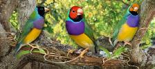 DIAMANT GOULD RECHERCHER - Photo 2