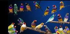DIAMANT GOULD RECHERCHER - Photo 3