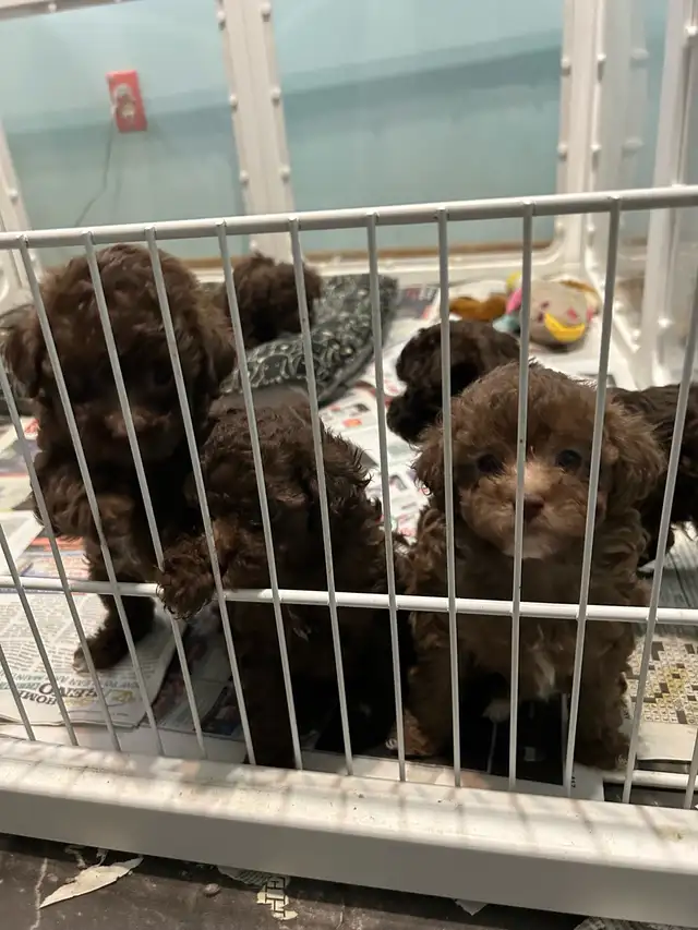 Brown Toy Poodle puppies