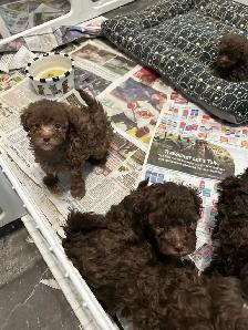 Brown Toy Poodle puppies - Photo 2