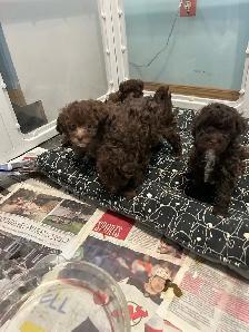 Brown Toy Poodle puppies - Photo 3