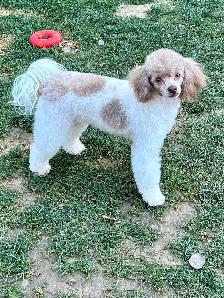 Brown Toy Poodle puppies - Photo 4