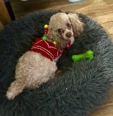 Brown Toy Poodle puppies - Photo 5