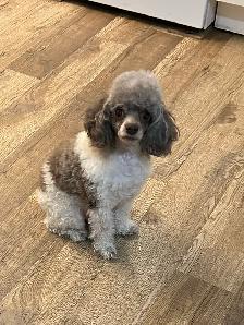 Brown Toy Poodle puppies - Photo 6