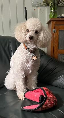 Brown Toy Poodle puppies - Photo 7