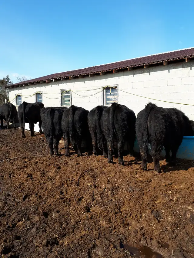 Simmental Bulls