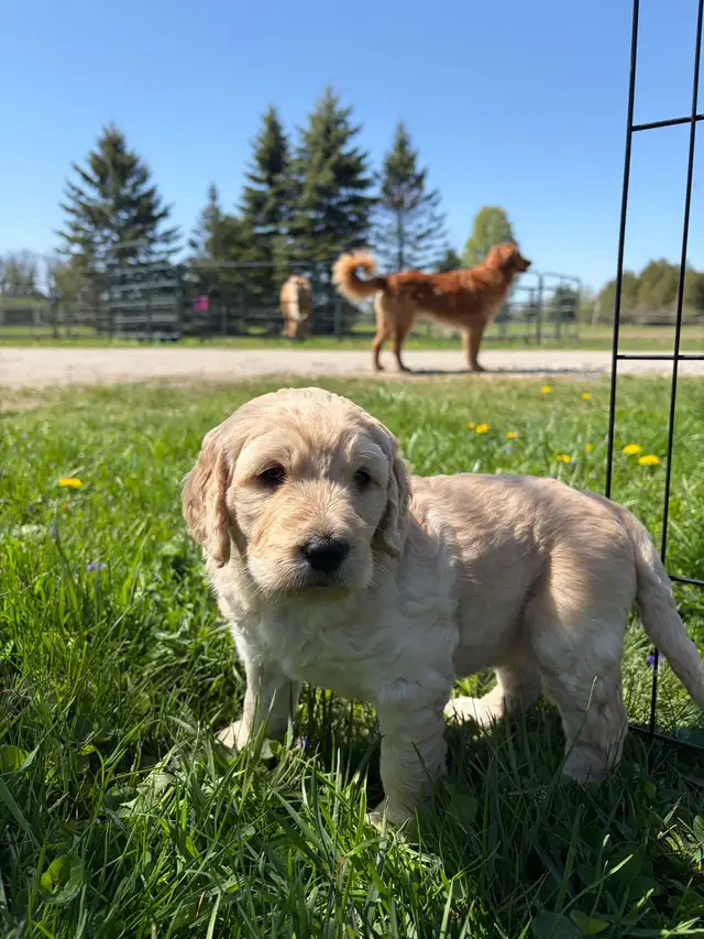 Golden Doodle Puppies