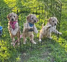Golden Doodle Puppies - Photo 2