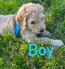 Golden Doodle Puppies - Photo 3