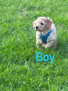 Golden Doodle Puppies - Photo 4