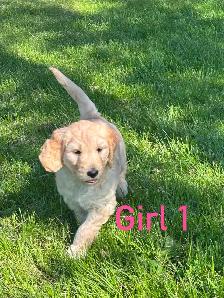 Golden Doodle Puppies - Photo 5