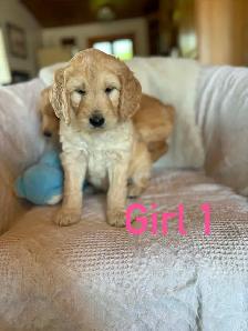Golden Doodle Puppies - Photo 6