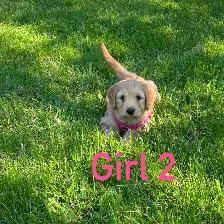 Golden Doodle Puppies - Photo 7